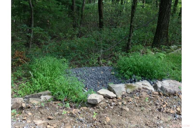 Shale Gas Extraction Accelerates Invasive Plant Spread in Pennsylvania Forests