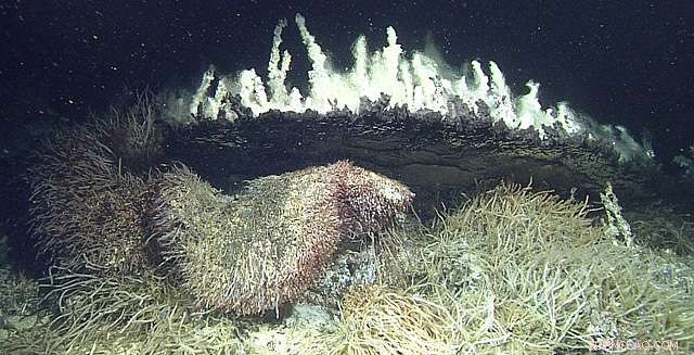 Groundbreaking Study Challenges Long‑Held Theory on Deep‑Sea Vent Colonization