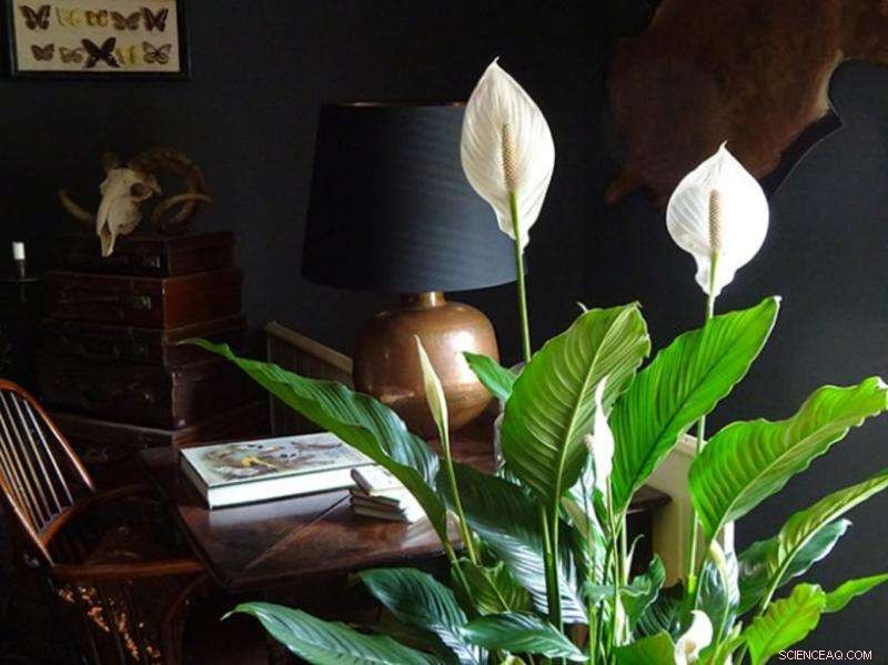 The Essential Benefits of Indoor Plants for Apartment Living