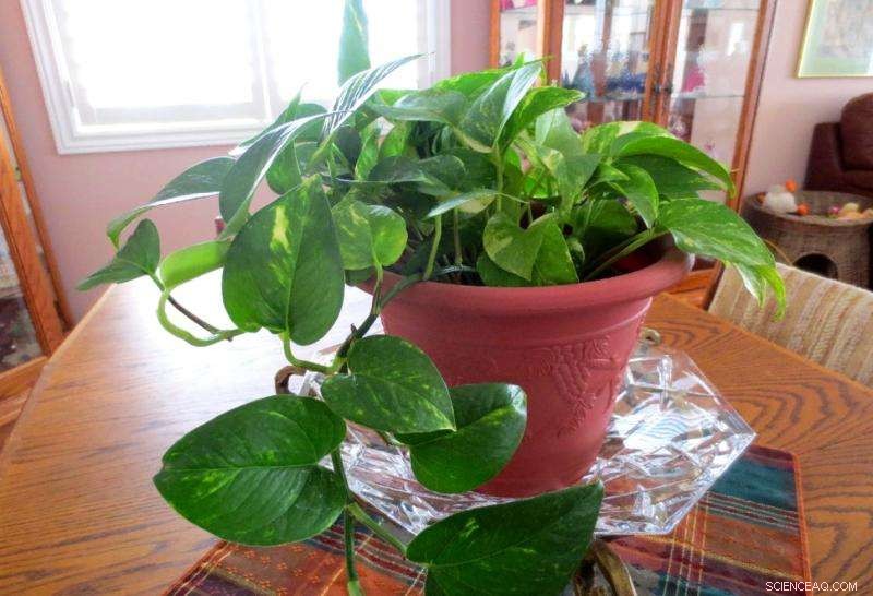 The Essential Benefits of Indoor Plants for Apartment Living