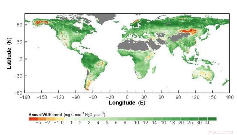 Higher CO₂ Levels Enhance Plant Water Efficiency Worldwide