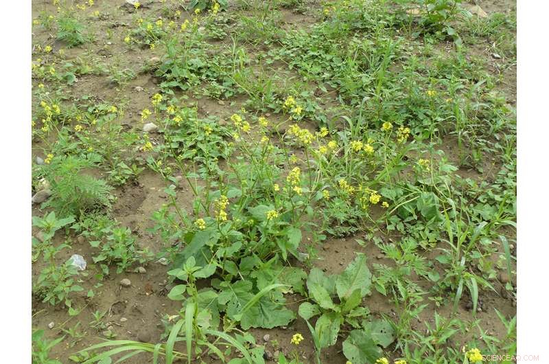 Optimal Tillage Timing: How Timing Impacts Weed Control and Crop Health