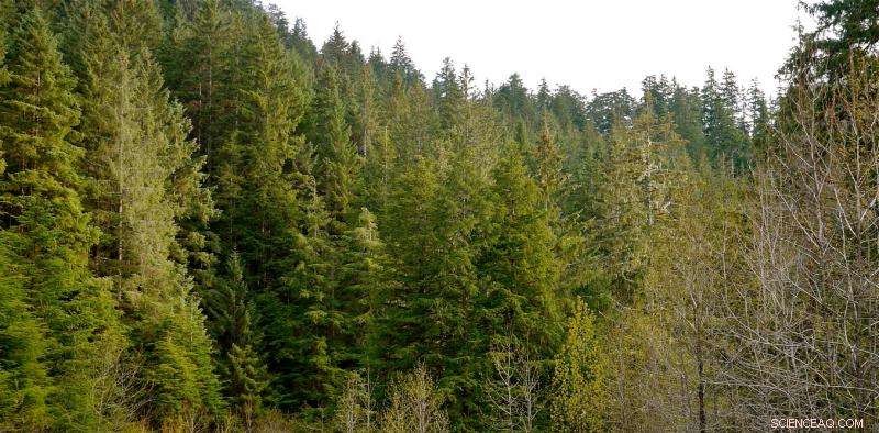 Forests as Climate Mitigation: The Controversial Role in Carbon Management