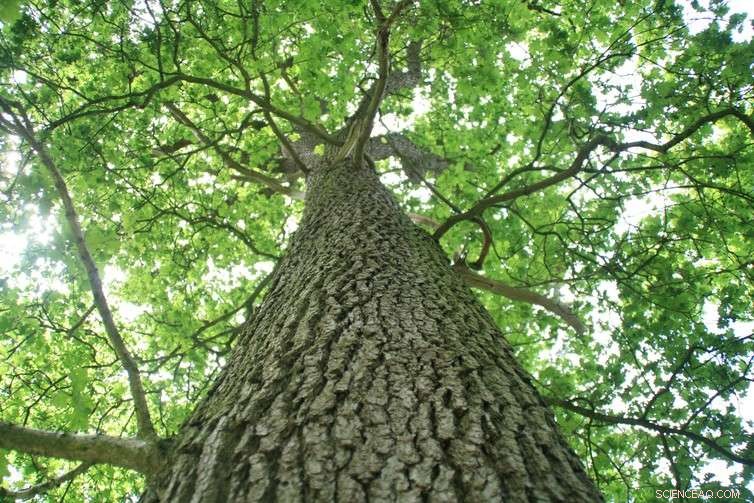 Forests as Climate Mitigation: The Controversial Role in Carbon Management