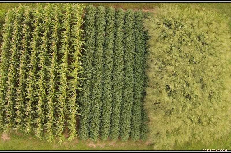 Optimizing Fertilizer Use for High-Yield Claypan Agricultural Soils