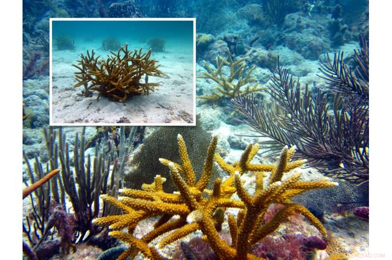 Study Shows Coral Gardening Boosts Caribbean Reef Health