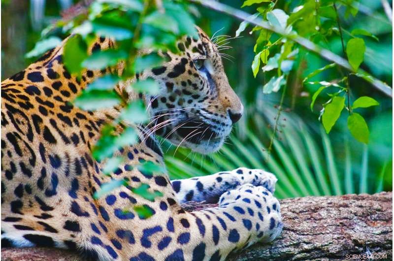 Rapid Forest Loss in Central America Threatens People and Wildlife