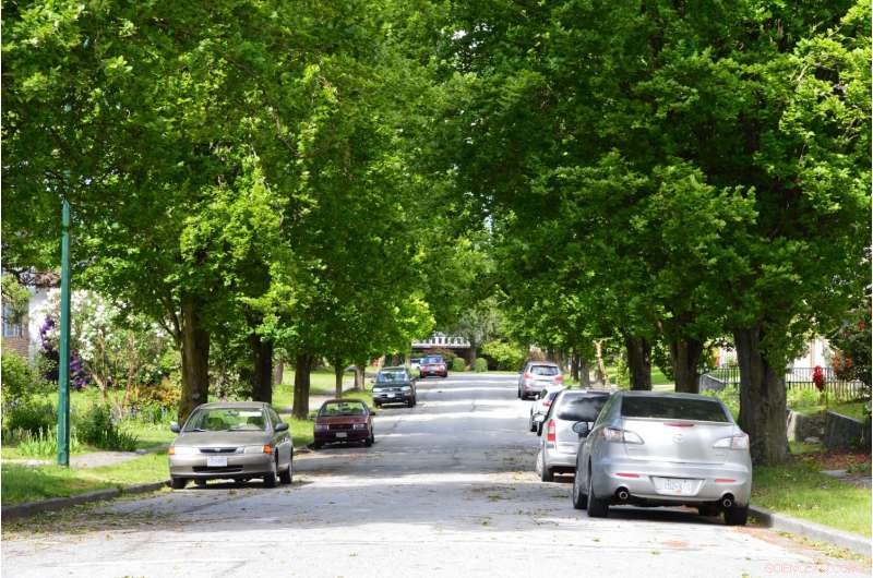 How Urban Trees Influence City Weather: Benefits and Challenges