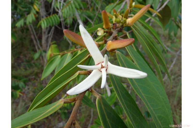 How Soil Texture and Drainage Shape Savanna Vegetation in Northern Brazilian Amazonia