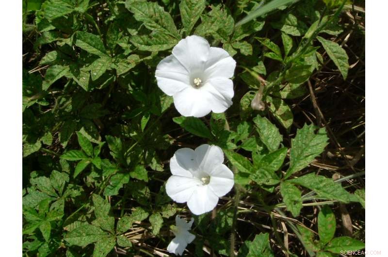 How Soil Texture and Drainage Shape Savanna Vegetation in Northern Brazilian Amazonia