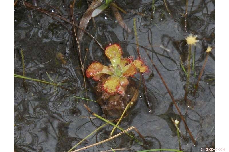 How Soil Texture and Drainage Shape Savanna Vegetation in Northern Brazilian Amazonia