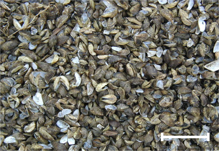 Widespread Human Impact on England’s Landscape Revealed by Leicester Researchers