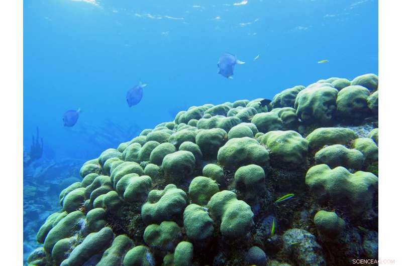 New Study Links Coral Disease Outbreaks to El Niño Years