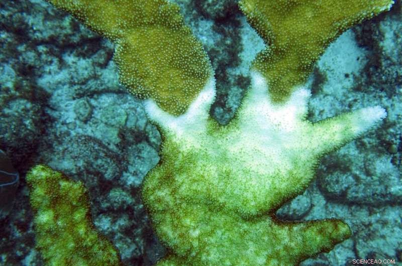 New Study Links Coral Disease Outbreaks to El Niño Years