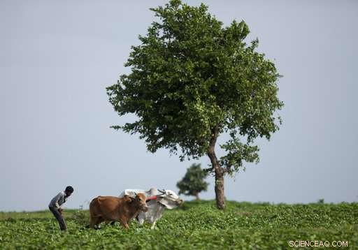 Study Links Rising Climate Warming to Increased Farmer Suicide Rates in India