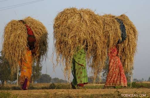 Study Links Rising Climate Warming to Increased Farmer Suicide Rates in India