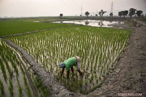 Study Links Rising Climate Warming to Increased Farmer Suicide Rates in India