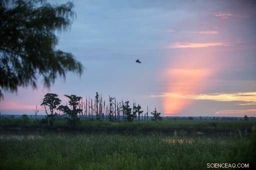 Climate Change Unveiled: Rising Seas Threaten Coastal Forests