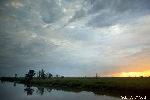 Climate Change Unveiled: Rising Seas Threaten Coastal Forests