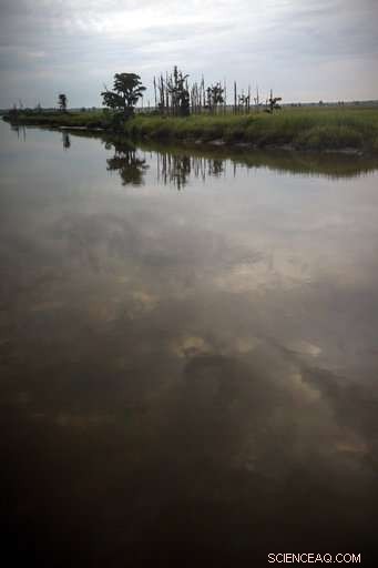 Climate Change Unveiled: Rising Seas Threaten Coastal Forests