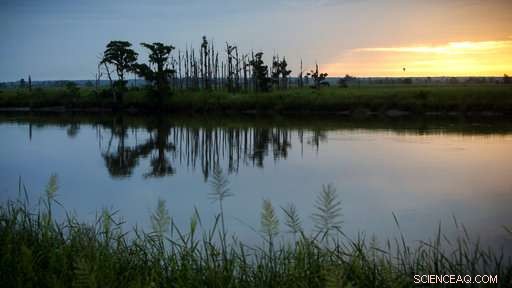 Climate Change Unveiled: Rising Seas Threaten Coastal Forests
