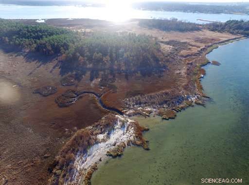 Climate Change Unveiled: Rising Seas Threaten Coastal Forests
