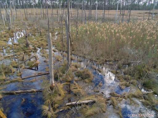 Climate Change Unveiled: Rising Seas Threaten Coastal Forests