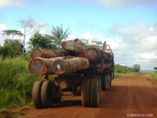 US Companies Purchasing Timber from Illicit Papua New Guinea Logging, Revealed by NGO