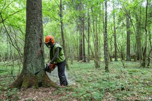 EU Urges Poland to Enforce Logging Ban in the Bialowieza Ancient Forest