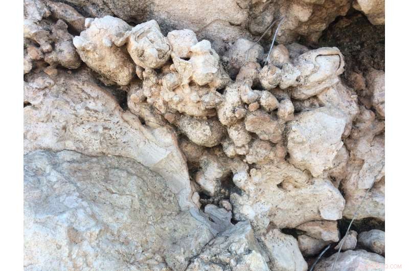 Portable Field Sensor Rapidly Detects Soil Issues with Precision