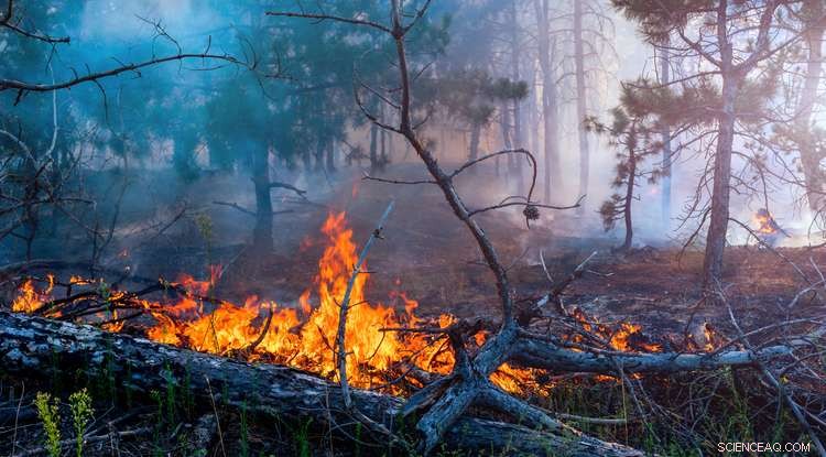 Inside the Science of Wildfires: Expert Insights on Climate Impact