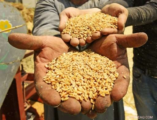 Study Reveals Global Warming Significantly Lowers Protein in Rice and Wheat