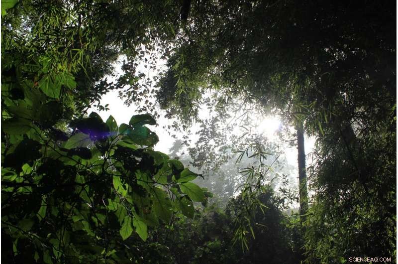 Humans Have Altered Tropical Forests for 45,000 Years: New Evidence