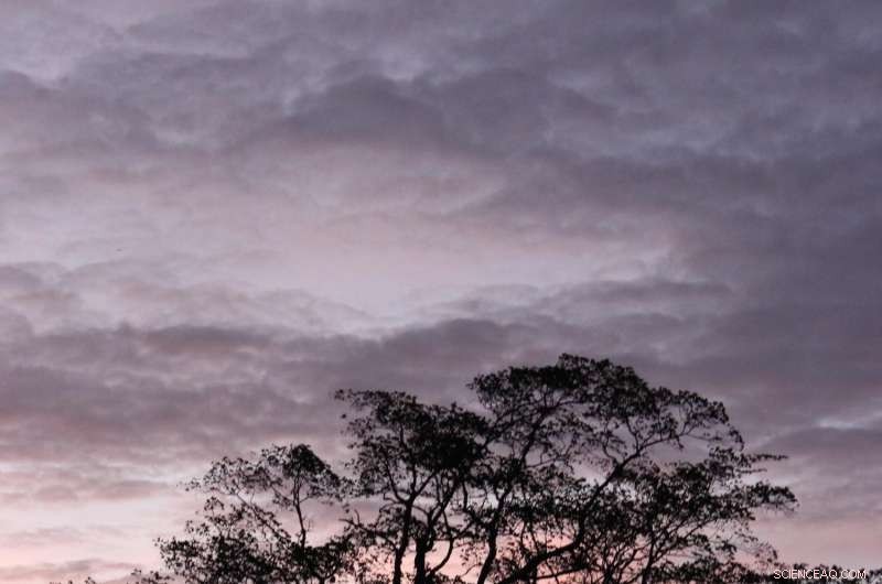 Humans Have Altered Tropical Forests for 45,000 Years: New Evidence