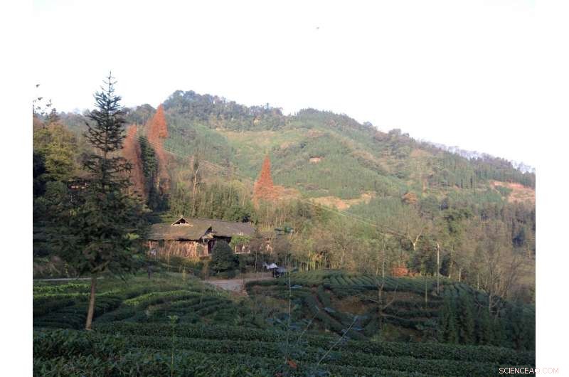 Paying Rural Communities to Restore China’s Native Forests: A New Conservation Pathway