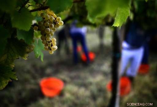 Italy Begins Record Wine Harvest, Revitalizing Its Vineyards