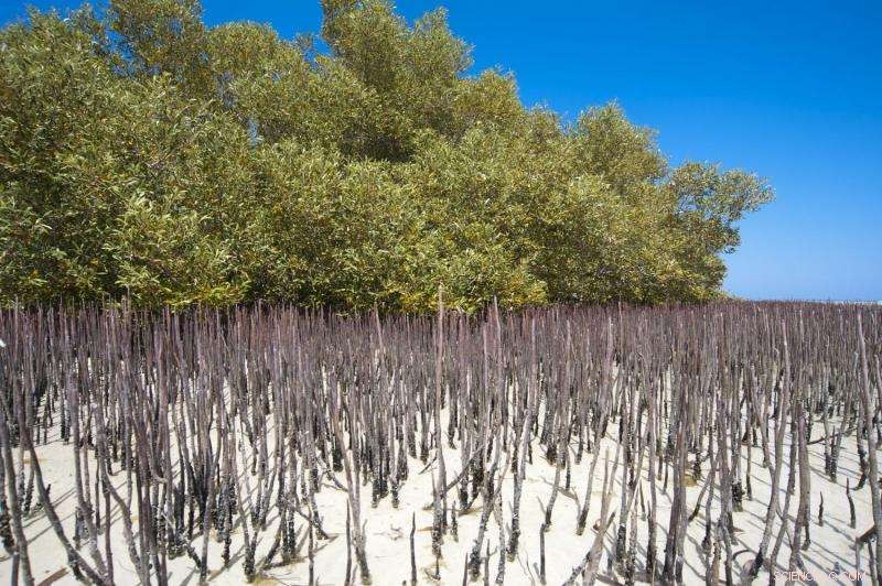 Mangroves: Key Players in Environmental Detoxification