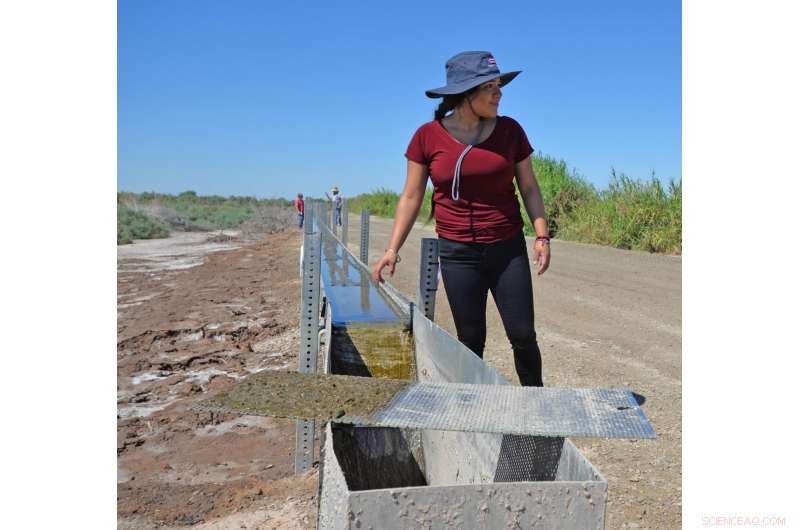 Harnessing Salton Sea Algae: A Promising Fuel and Pollution Solution