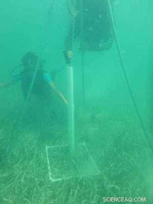 Study Finds Biodiversity Limits Carbon Sequestration in Seagrass Beds