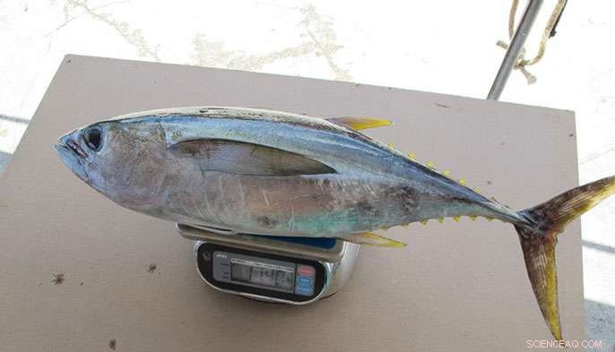 Tuna Contamination Alert: 36× Higher Chemical Levels Detected in Some Catches