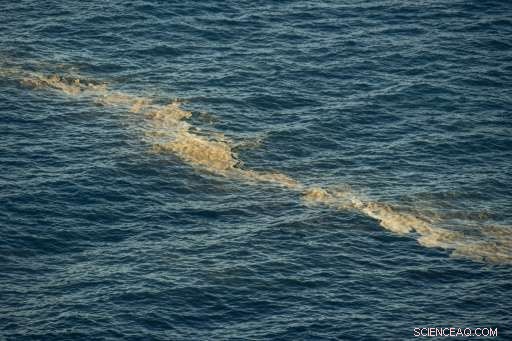 Microalgae Blooms Disrupt Beachgoers in the Canary Islands
