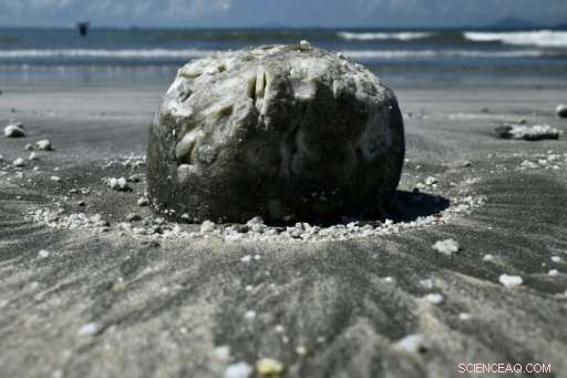 Hong Kong Launches Comprehensive Clean‑Up After Massive Palm Oil Spill