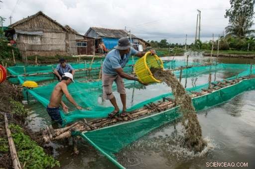 From Rice Fields to Shrimp Riches: Vietnam’s Farmers Build Fortune