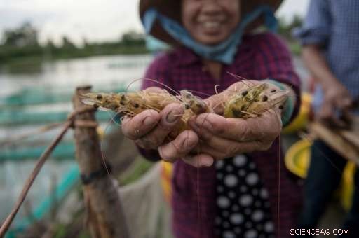 From Rice Fields to Shrimp Riches: Vietnam’s Farmers Build Fortune