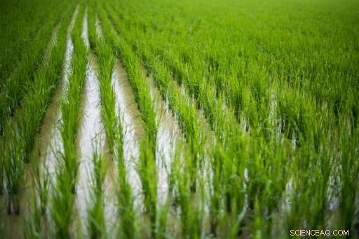From Rice Fields to Shrimp Riches: Vietnam’s Farmers Build Fortune
