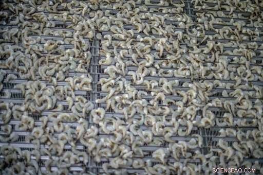 From Rice Fields to Shrimp Riches: Vietnam’s Farmers Build Fortune