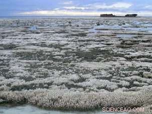 What Influences Public Opinion on Climate Change?