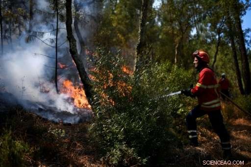 Firefighters Successfully Contain Major Wildfires in Corsica and Portugal