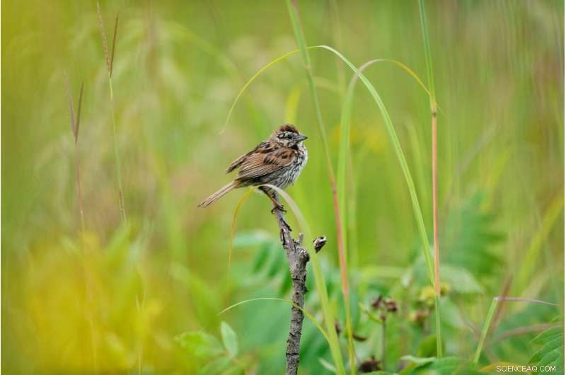 Global Survey Reveals How Air Pollution Impacts Bird Health