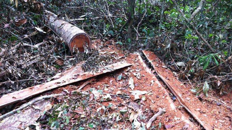 Australian Study Reveals Economic Toll of Cambodia s Illegal Deforestation